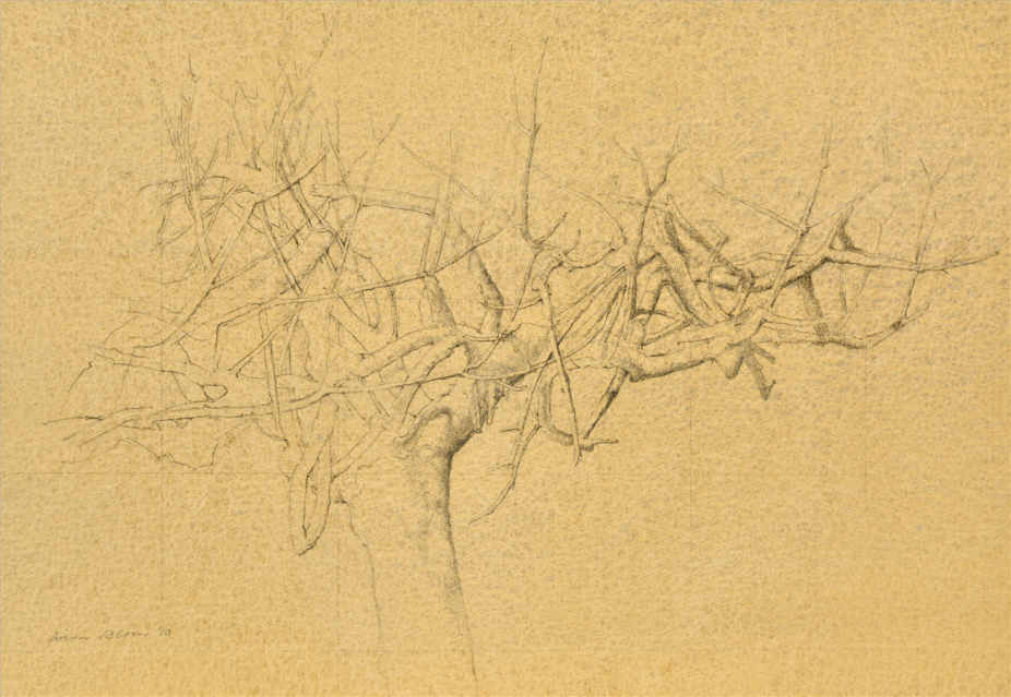 Wim Blom- A dry fig tree 2010 Graphite on tinted paper 20 x 28.5 cm