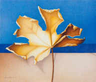 Wim Blom - Dry leaf 2009-’10 -10”x13”