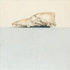 Wim Blom - Skull 2010 graphite watercolour on paper 25.4 x 25.4 cmWim Blom - Skull 2010 graphite watercolour on paper 25.4 x 25.4 cm