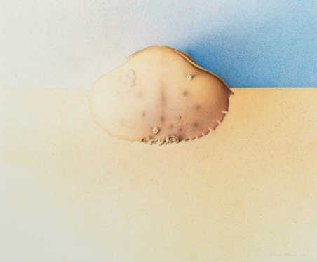 im Blom-Carapace  2006 Egg tempera on paper  40 x 46 cm